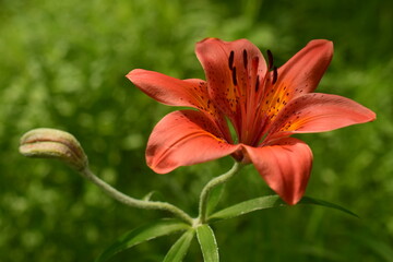 Lily of the Daurian, or Pennsylvania (Latin Lilium pensylvanicum). The lily family (Liliaceae).