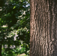 tree bark texture