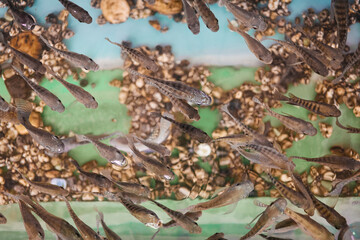 Fototapeta premium Fish tanks with tiny fish that massage feet, Cambodia