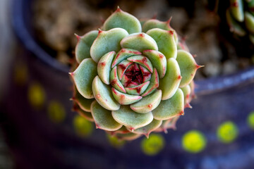 close up of a cactus