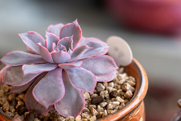 cactus flower