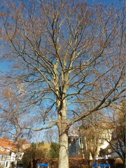 Arvore seca em um dia de sol