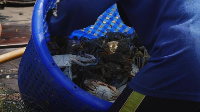 A Thai fisherman picks out the days catch of crabs in a blue basket on a traditional wooden longtail boat. Off the coast of Trang, Thailand.