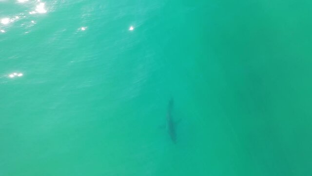 Drone footage of large Great White Shark swimming in clear waters and  hunting for food along the South African coastline. 