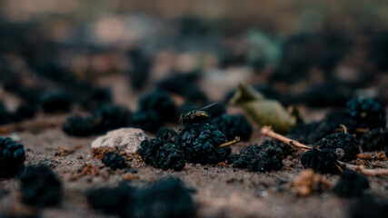 fly on fresh strawberries at the garden