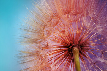 Beautiful fluffy dandelion flower, closeup. Color tone