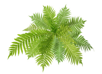 Beautiful tropical fern leaves on white background