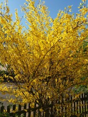 Arvore com flores amarelas