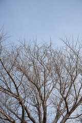 Fototapeta na wymiar a leafless branch of winter