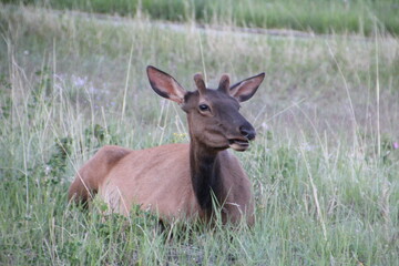 Naklejka na ściany i meble Elk Resting On The Grass, Jasper National Park, Alberta