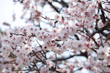 plum blossoms in the spring sky
