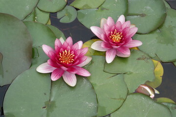 Flor de l&oacute;tus