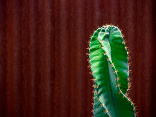 Close-up spiral shape of growing green cactus on beautiful old vintage red zinc wall background with copy space, minimal style.