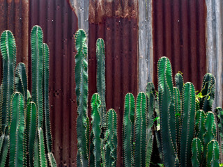 Many cactus tree, outdoors. Growing green cactus garden on old vintage red zinc wall background.