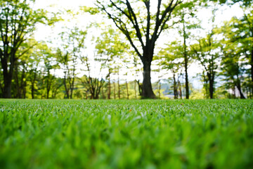 Fototapeta na wymiar 朝日を浴びてキラキラ光る芝生
