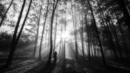 Black And White Thung Salaeng Luang National Park Beautiful green hills glowing warm sunrise,Dramatic shine silhouette tree colorful warm above mountain at Phetchabun Province,Thailand