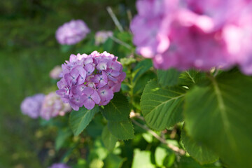 Pink hydrangea that blooms beautifully in the rainy season