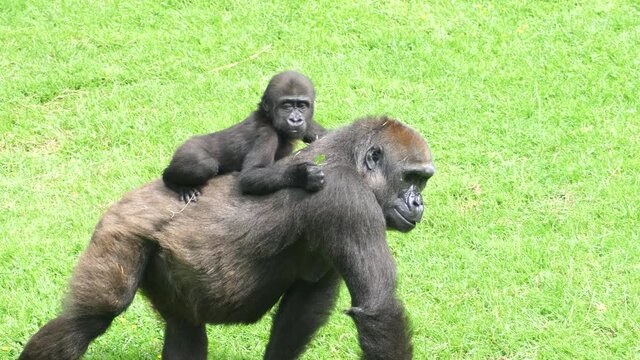 Slow motion of mother gorilla carrying her son across a grassy area