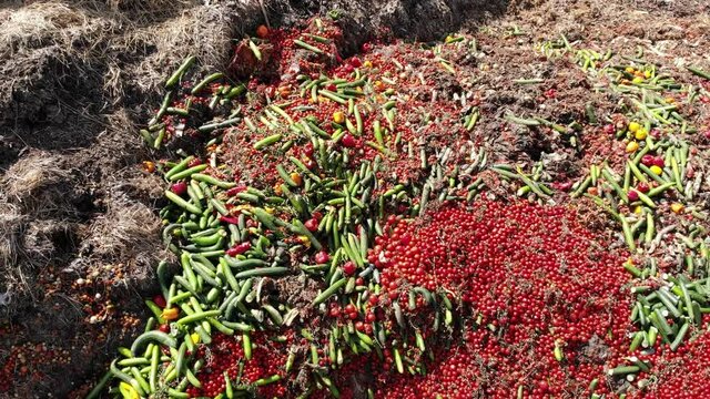 Composting waste vegetables on a slurry pit