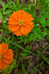 orange flower in the garden