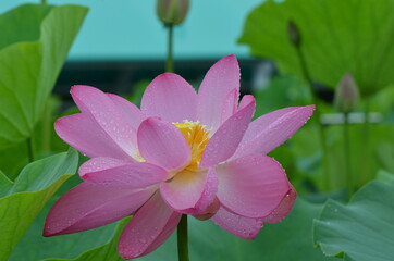 Fototapeta premium Lotus in bloom on a rainy morning