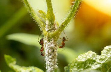 two ants climbing on the tree