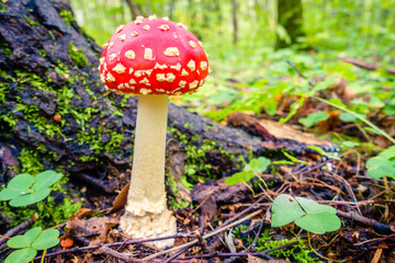 Amanita mushroom