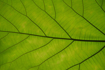 Fototapeta na wymiar Green leaf nature vintage background Select a specific focus 