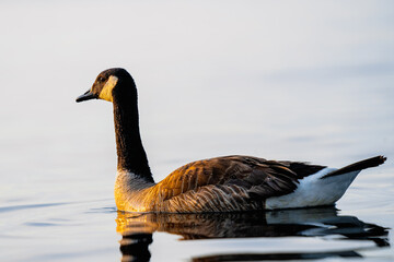 Ducks and duckings on lake