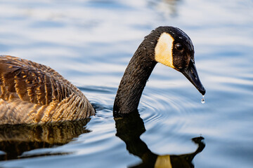 Ducks and duckings on lake