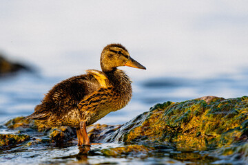 Baby Duck Small Wings