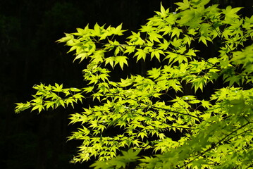 貴船・青もみじ