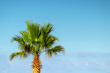 Top palm tree against blue sky.