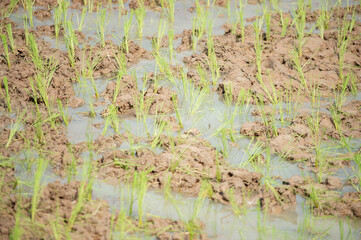 Newly cultivated rice fields, a little waterlogged.