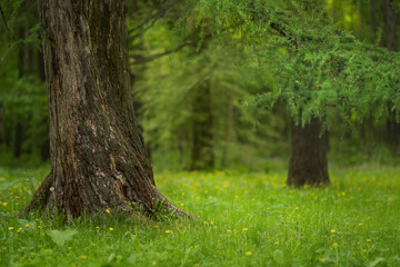 Green lawn in city park