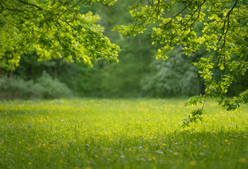 Green lawn in city park © grape_vein