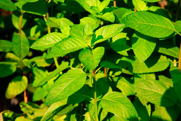 Fototapeta na wymiar Fresh mint leaves, green plants