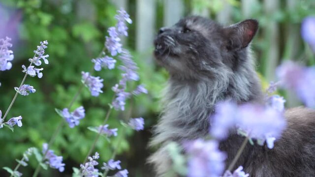 Grey long haired cat smelling cat mint in an english garden in spring