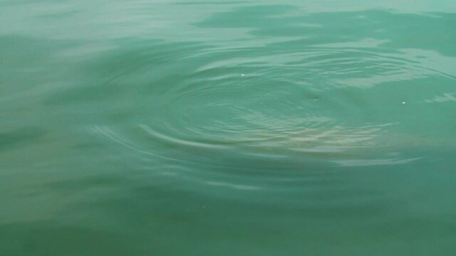 A rare and endangered Dugong surfaces from a bed of sea grass to breath. In the green water off the island of Koh Libong in Thailand. The sea cows nose gently breaks the surface of the green sea water