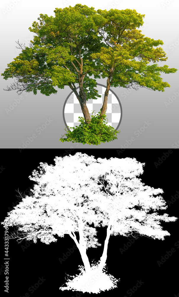 Wall mural cut out green tree. majestic maple. green tree isolated on transparent background via an alpha chann