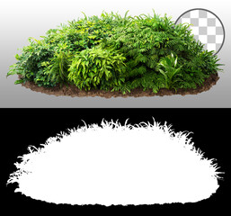 Cut out bush. Green foliage isolated on transparent background via an alpha channel. Plants for garden design or landscaping. High quality clipping mask.