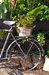 Fototapeta na wymiar bicicleta vintage con flores en la parrilla trasera