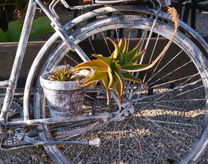 bicicleta vintage con una planta en su rueda