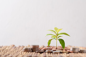 Growth investment business finance concept.