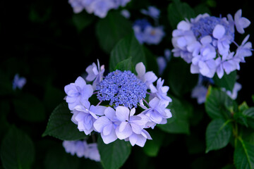 紫陽花