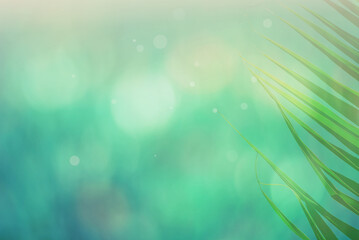 Coconut and palm leaves in cool summer blue day atmosphere. Tropical air in fresh and fun sunny day vacation. Summer border background with copy space.