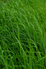 green grass in the wind