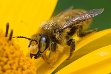 leafcutter bee covered with pollen on a yellow flower 