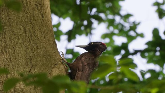 Lone Black-Cheeked Woodpecker Looking Around Tree Trunk At Rainforest. - Close Up Shot