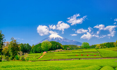 Fototapeta na wymiar 富士山と茶畑
